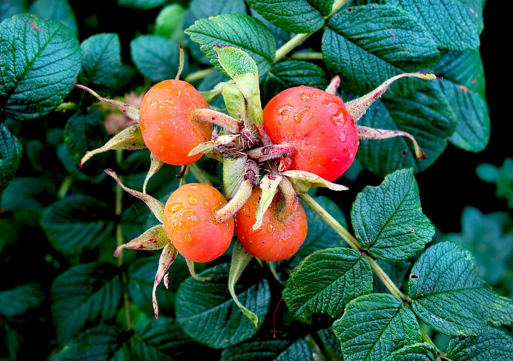 rosa canina per il trattamento della cistite